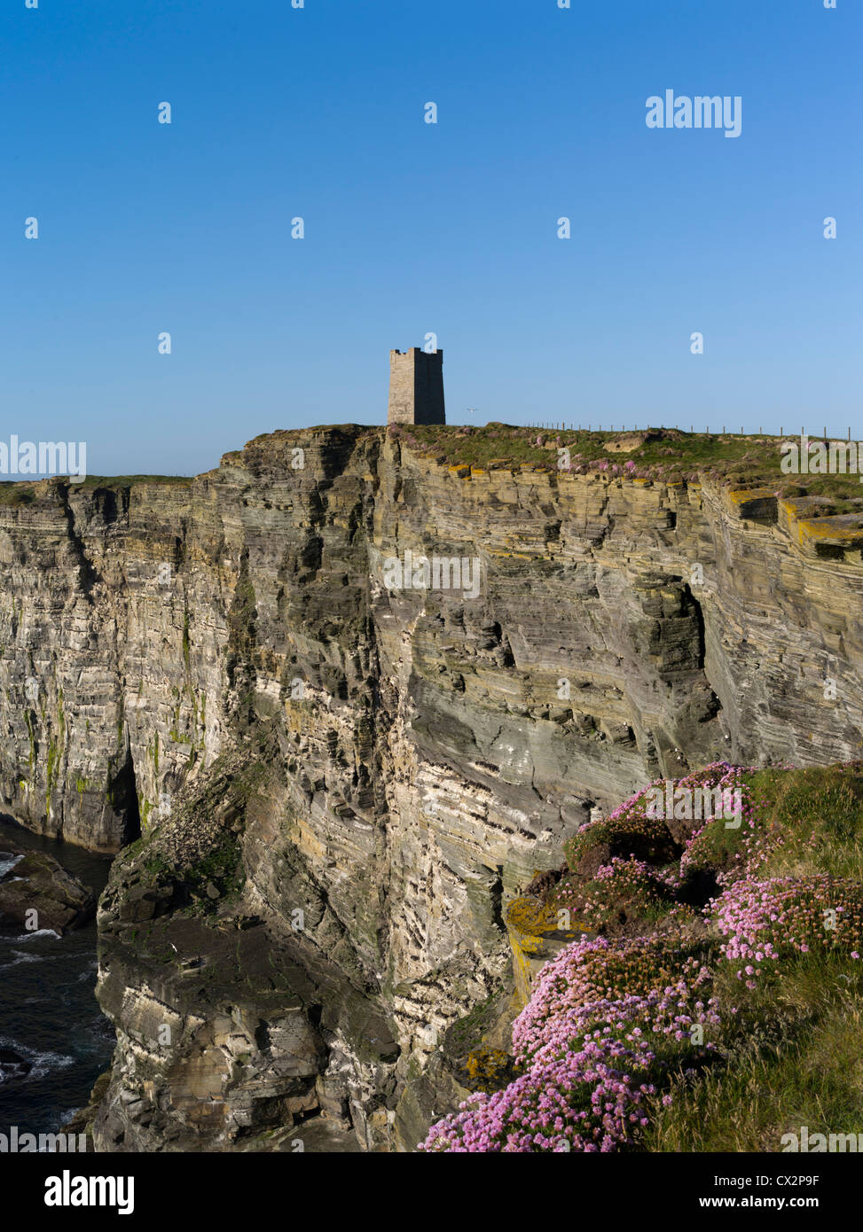 dh Marwick Head BIRSAY ORKNEY Thrift flowers RSPB Bird Nature Reserve sea cliffs Kitchener Memorial cliff uk scotland Stock Photo