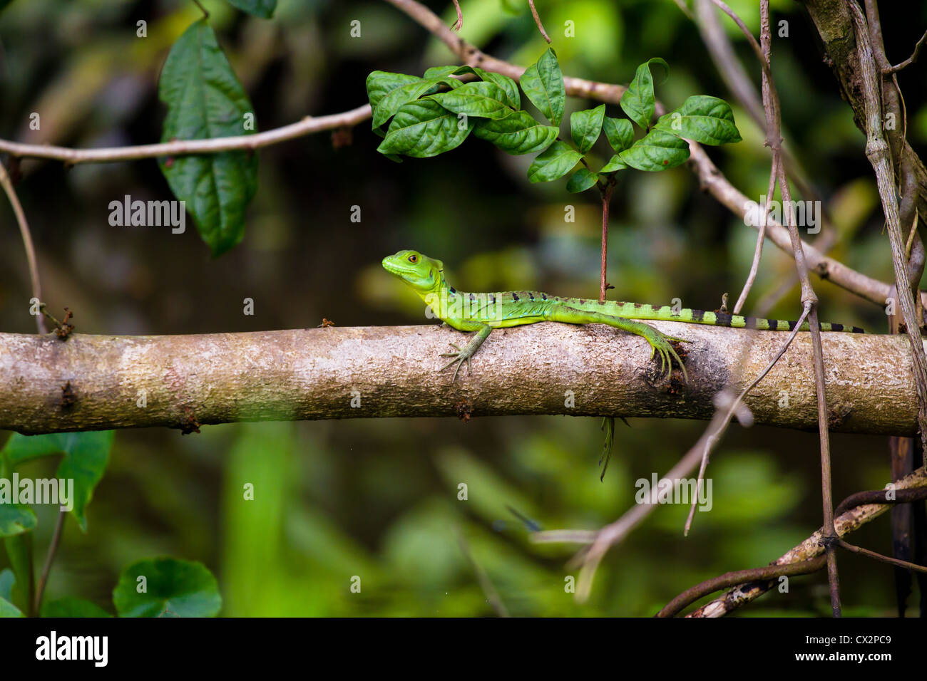 A female green basilisk lizard in the national park of Tortuguero, Costa Rica. Stock Photo