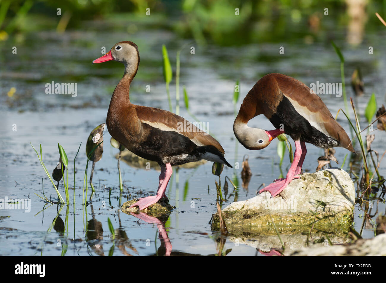 Black-bellied Whistling Ducks on the shores of the Haines Creek River in Lake County Leesburg, Florida. Stock Photo
