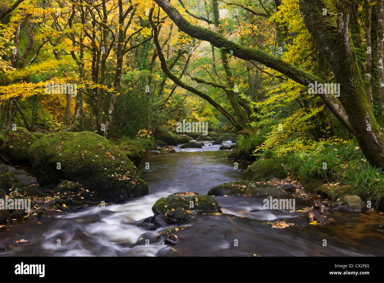 River Teign flowing through deciduous woodland, Dartmoor, Devon, England. Autumn (October) 2010. Stock Photo