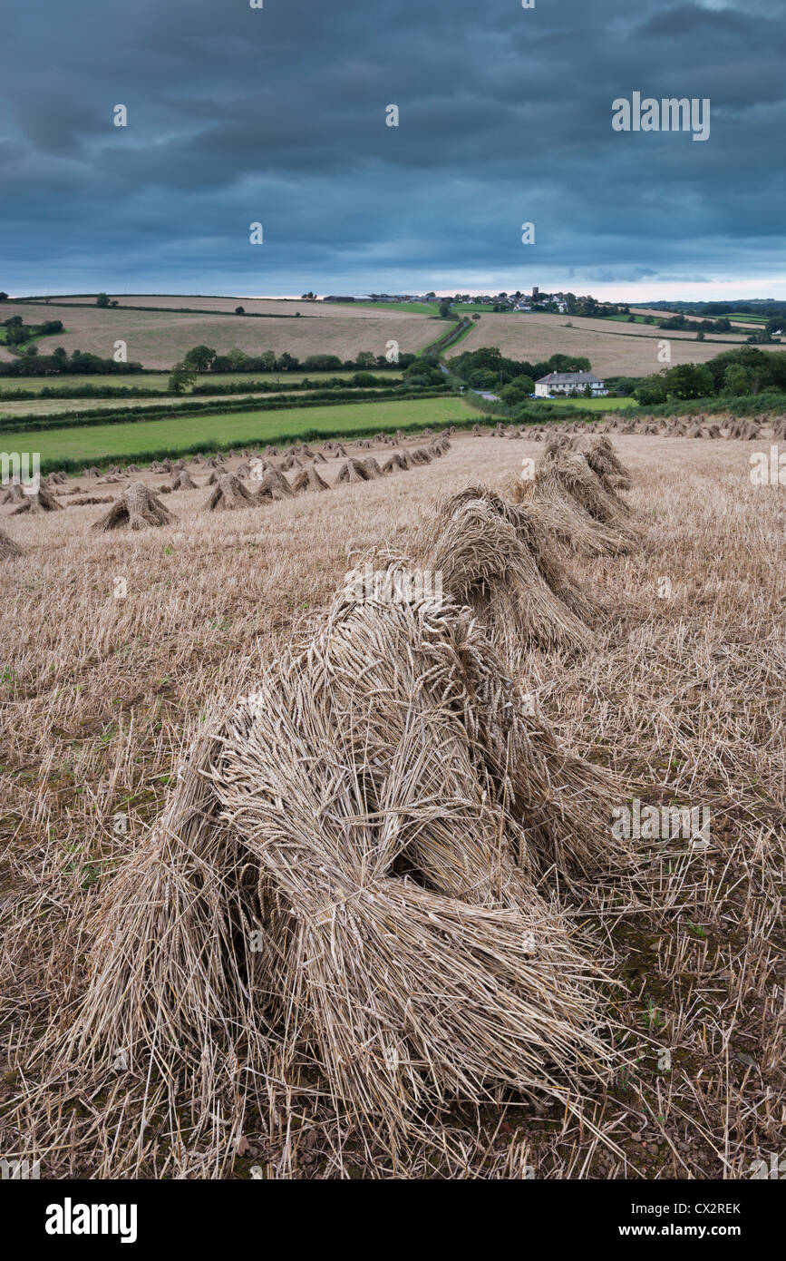 Traditional wheat stooks harvested for thatching, Coldridge, Devon, England. Summer (August) 2012. Stock Photo