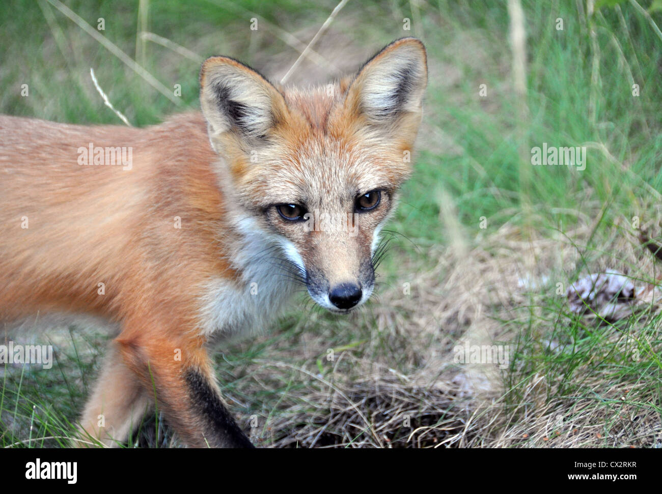 Wild red fox Stock Photo - Alamy