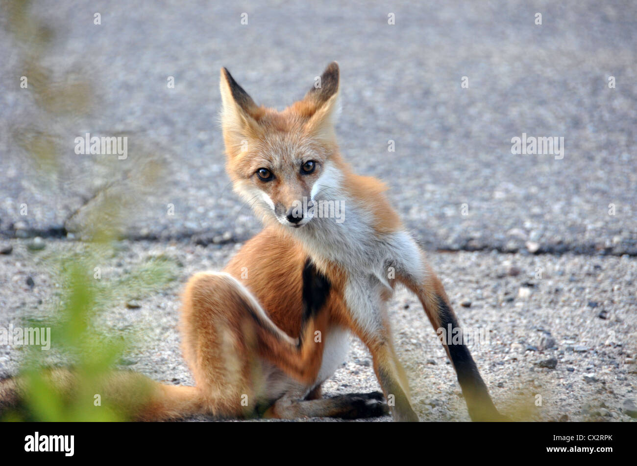 Wild Red Fox Stock Photo - Alamy