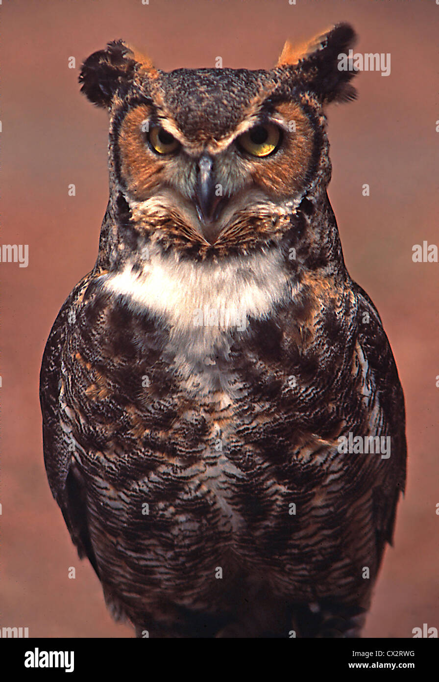 Great Horned Owl, Tennessee Stock Photo Alamy