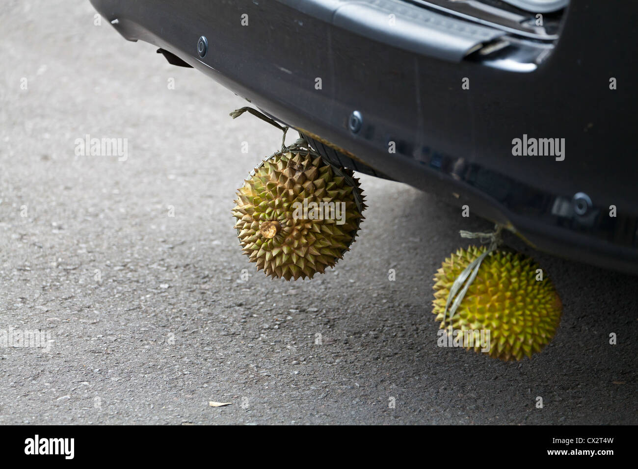 Durians hanging under a Car on Bali Stock Photo