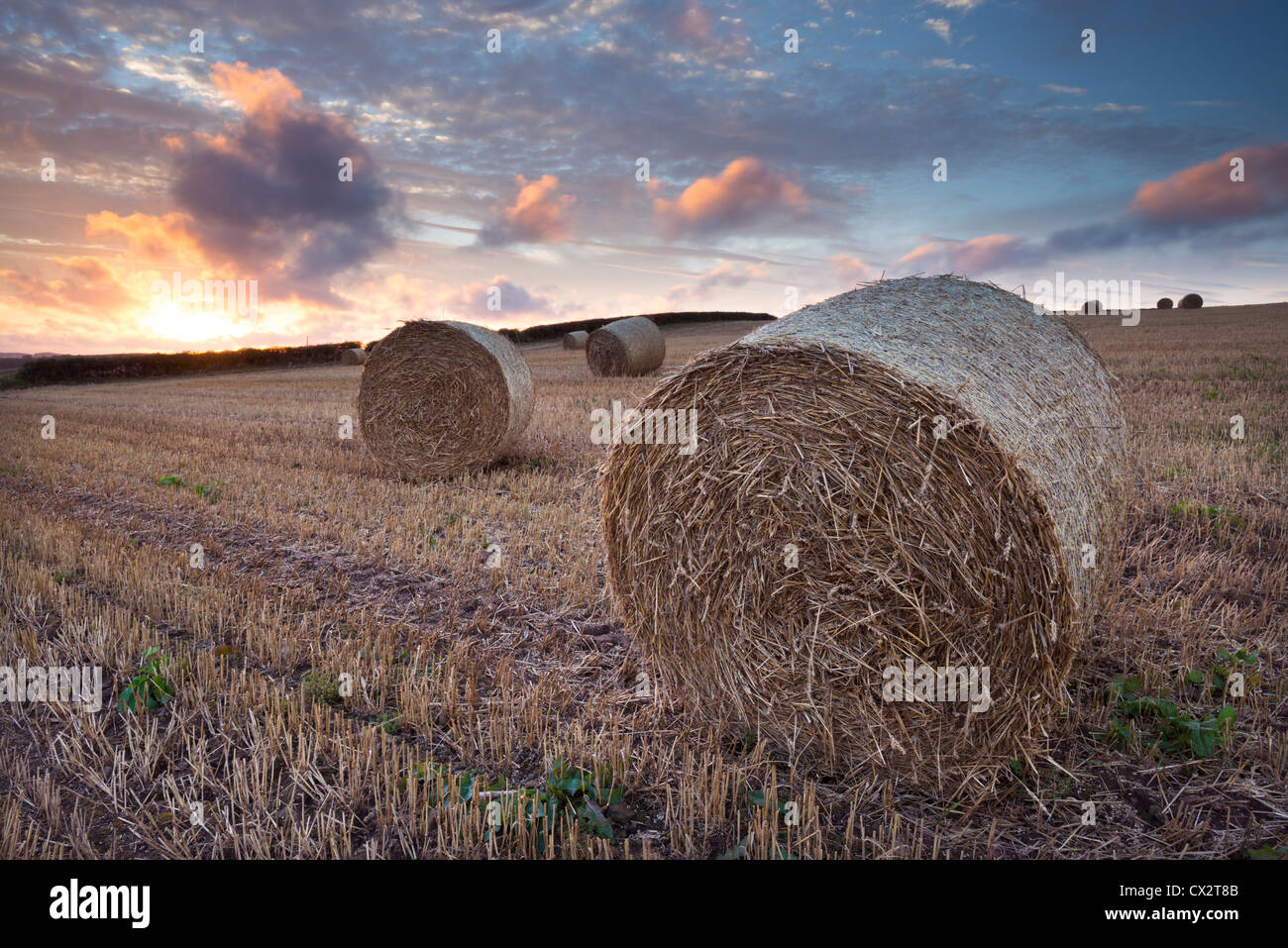 Bales in a harvested corn field at sunset, Devon, England. Summer (September) 2012. Stock Photo