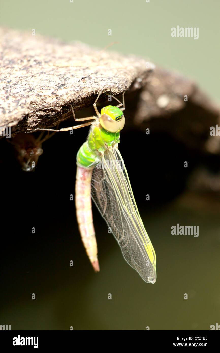 A dragonfly adult hanging on a steel pipe. Stock Photo