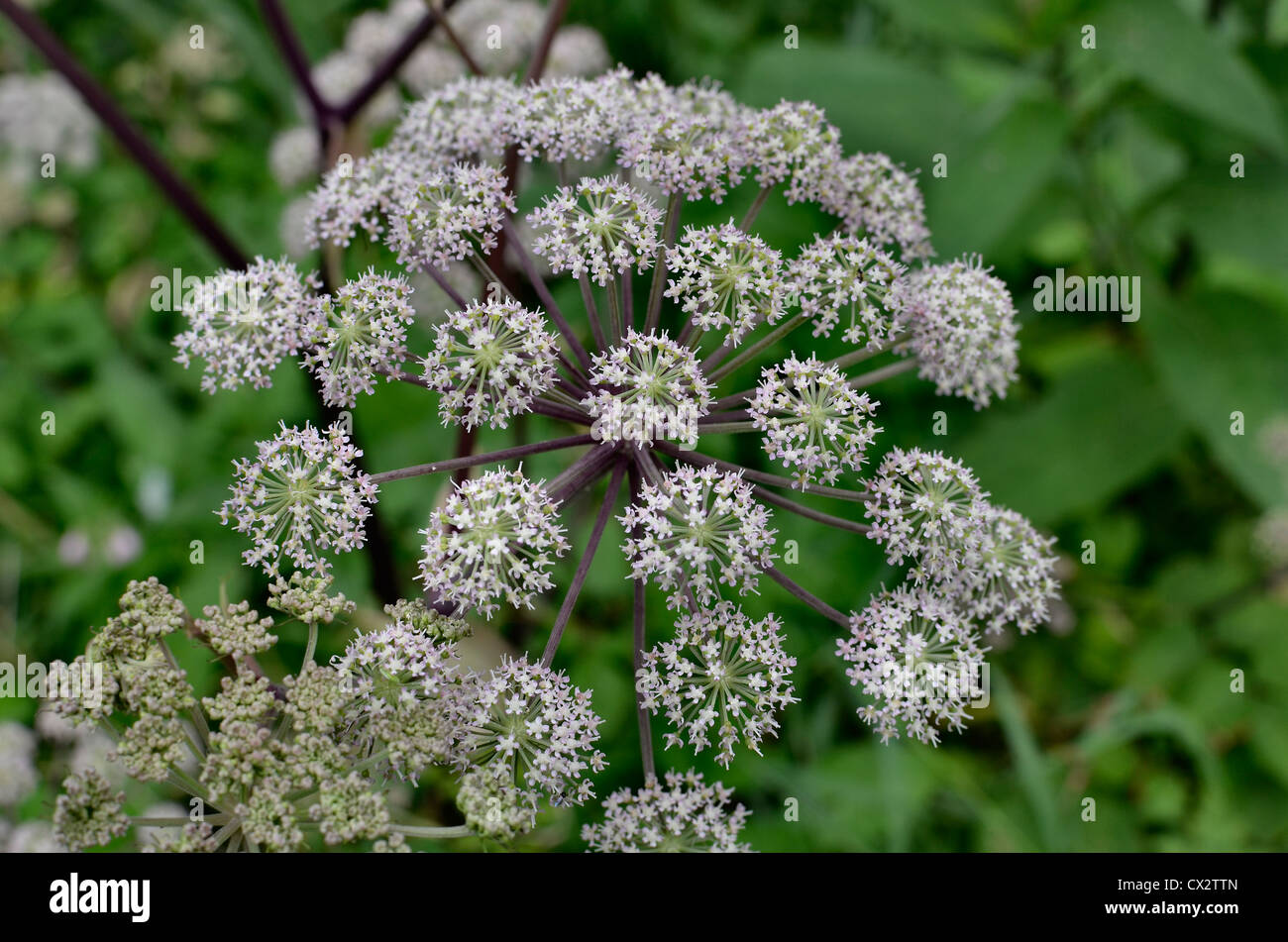 Flowering head of Wild Angelica / Angelica sylvestris. Medicinal plant