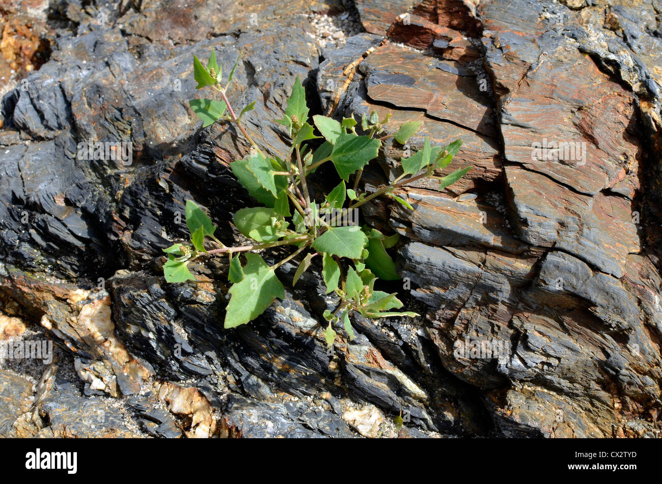 Believed to be the Spear-leaved Orache / Atriplex hastata. Young leaves may be foraged and eaten cooked. Stock Photo