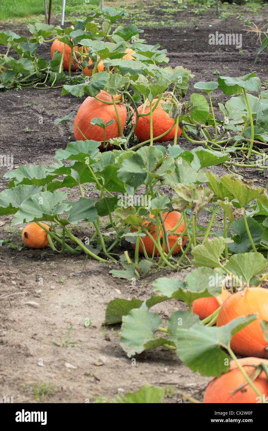 Pumpkin Growing Vine Hi res Stock Photography And Images Alamy Pumpkin Growing Vine Hi res Stock Photography And Images Alamy