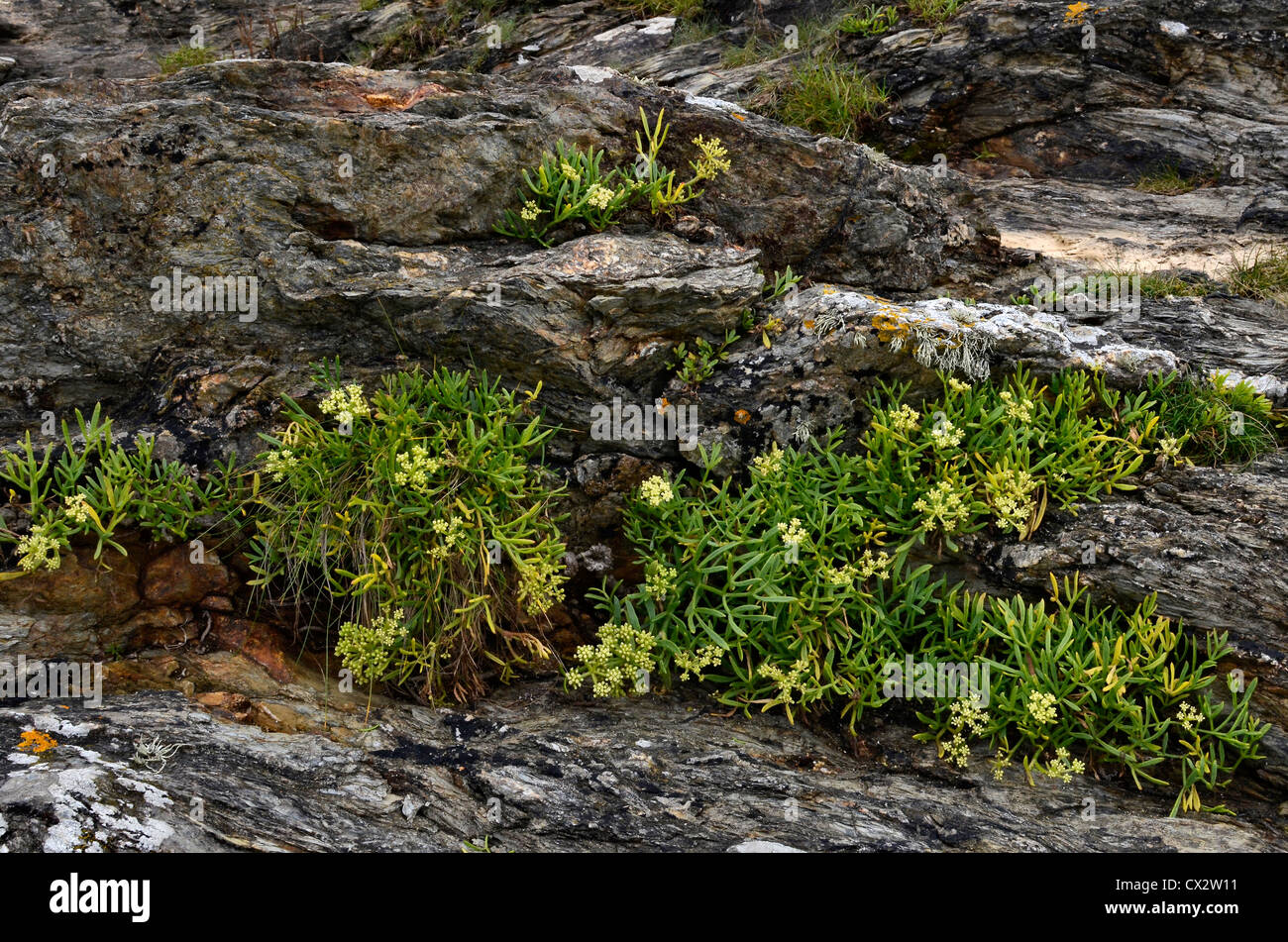 Foliage and flowers of Rock Samphire / Crithmum maritimum. Foraging and dining on the wild concept. Stock Photo