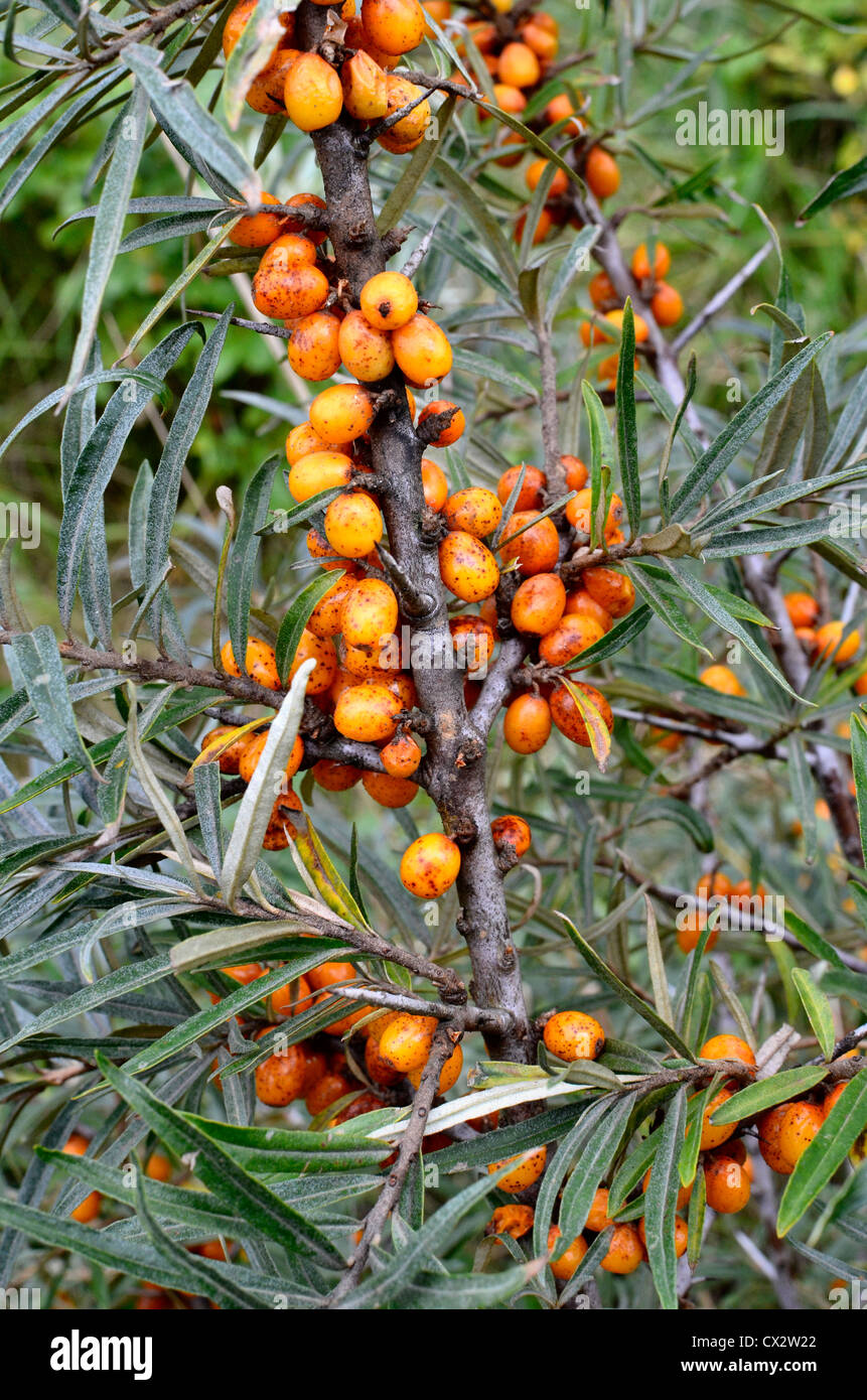 Hippophae Rhamnoides 'Solo' - Vente Argousier Autofertile