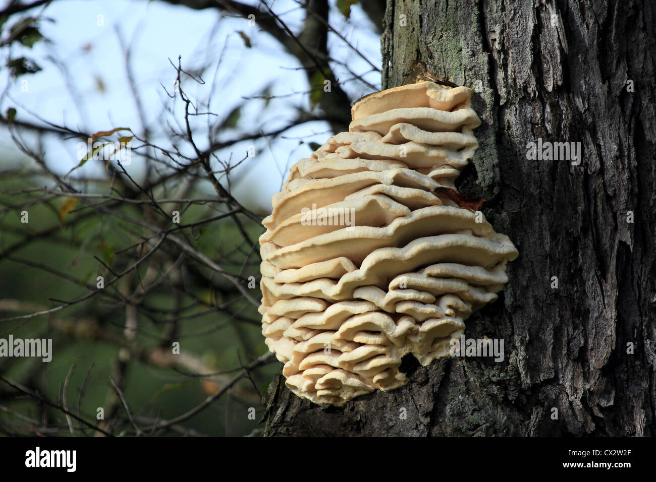 A large bracket fungus hangs on a sugar maple tree. Stock Photo