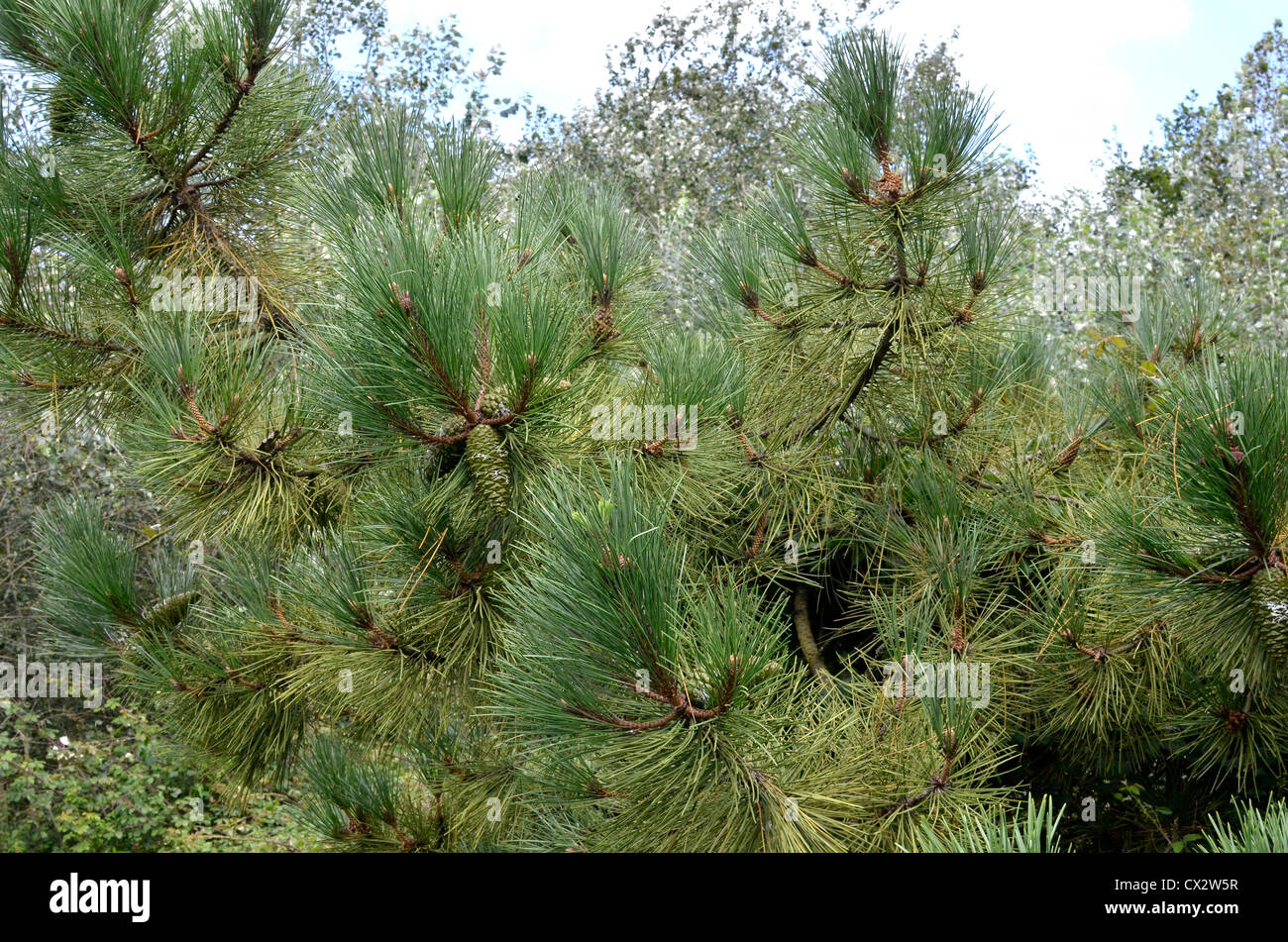 Foliage and pine cones of an old Monterey Pine / Pinus radiata against summer sky. In California, where it is a native, it is endangered. Stock Photo