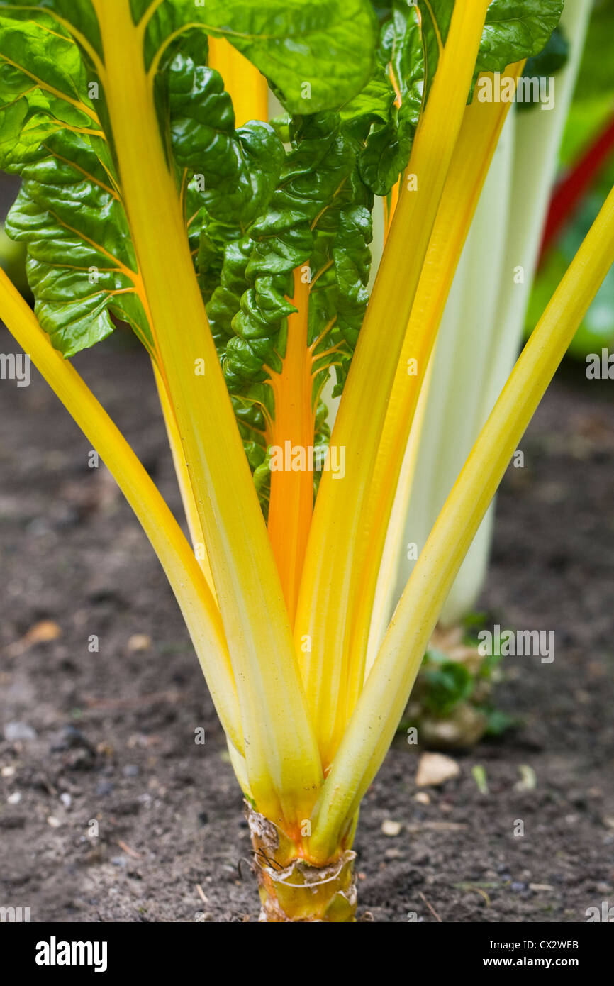 Beta vulgaris. Swiss Chard 'Bright Lights' growing in a vegetable garden. Stock Photo