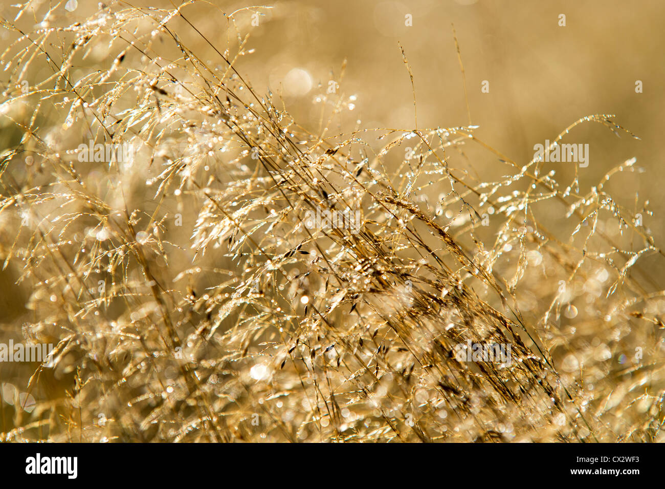 Morning dew shining on golden grass, twinkling like diamonds Stock Photo