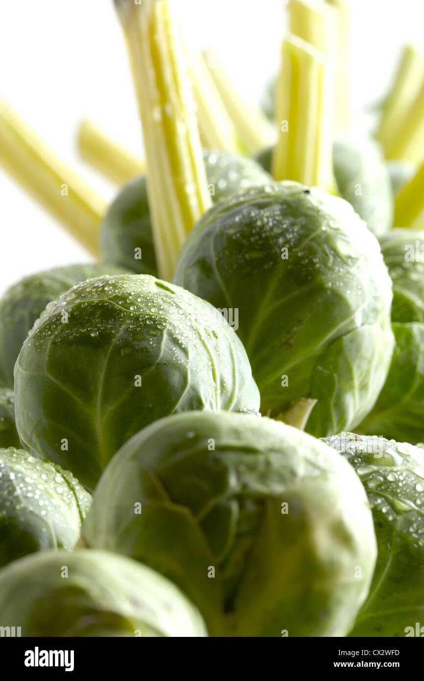 Brussel Sprouts - High Resolution Stock Photo