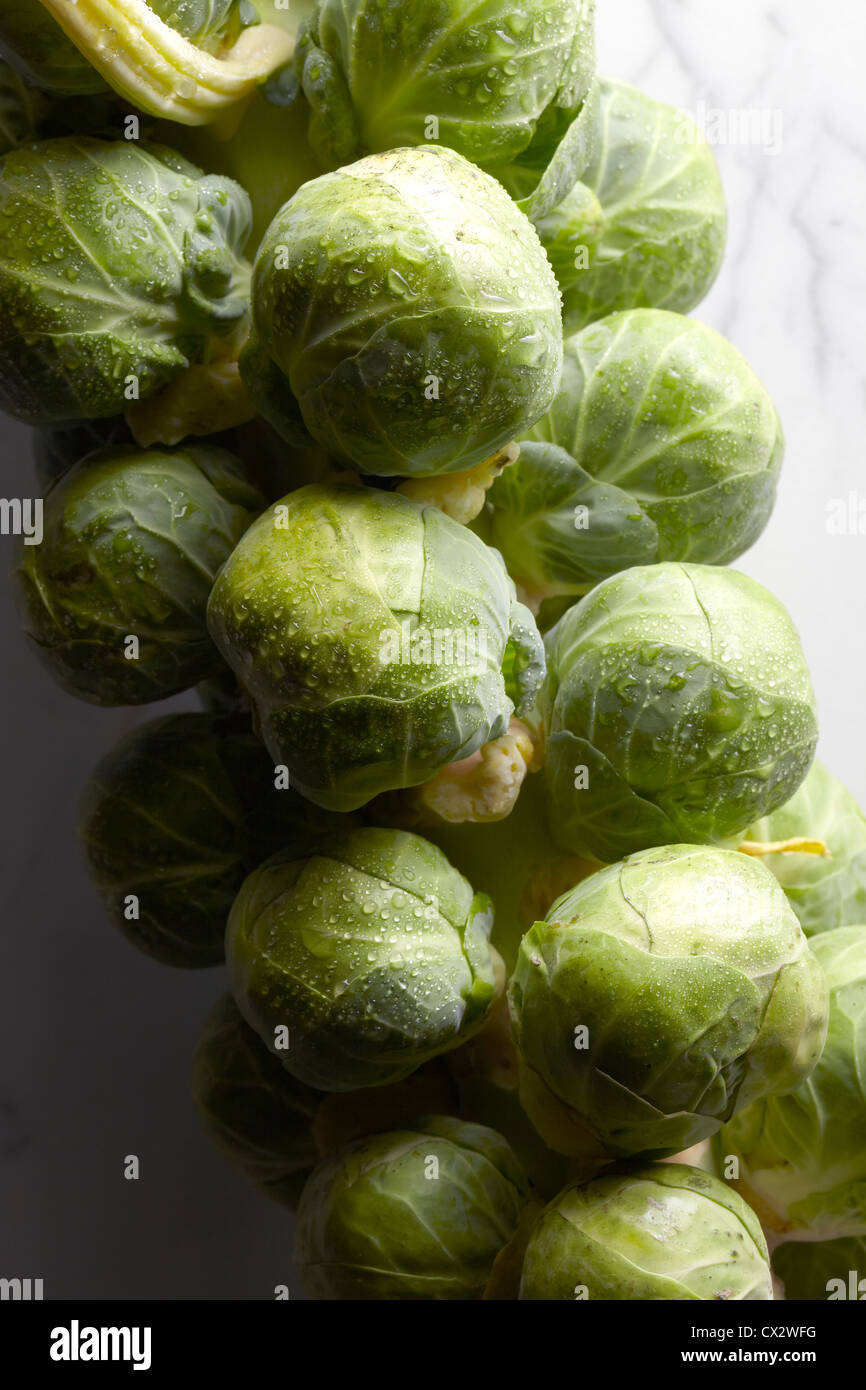 Brussel Sprouts - High Resolution Stock Photo