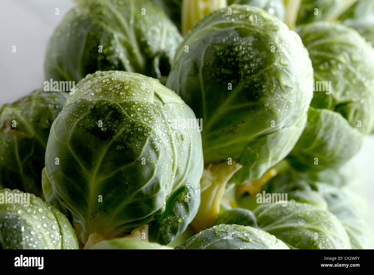 Brussel Sprouts High Resolution Stock Photo Alamy