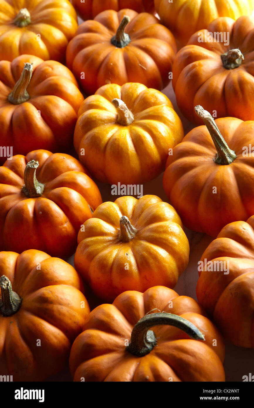 Pumpkins / squash Stock Photo