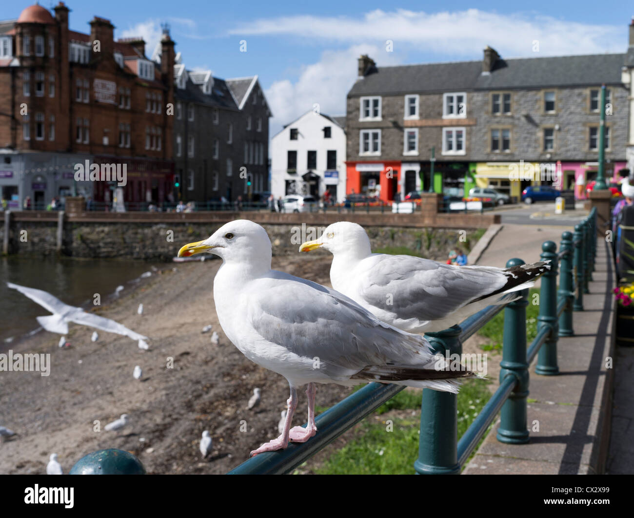 dh European Herring Gulls GULLS UK Scottish Larus argentatus British