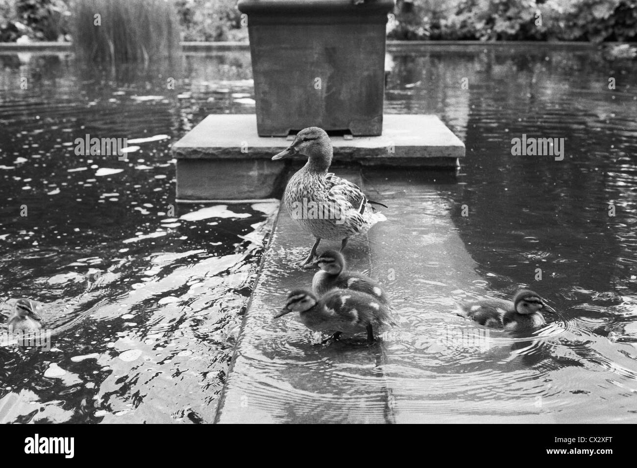 Mother duck watches over her young in a creek in park Planten un Blomen in Hamburg, Germany. Stock Photo