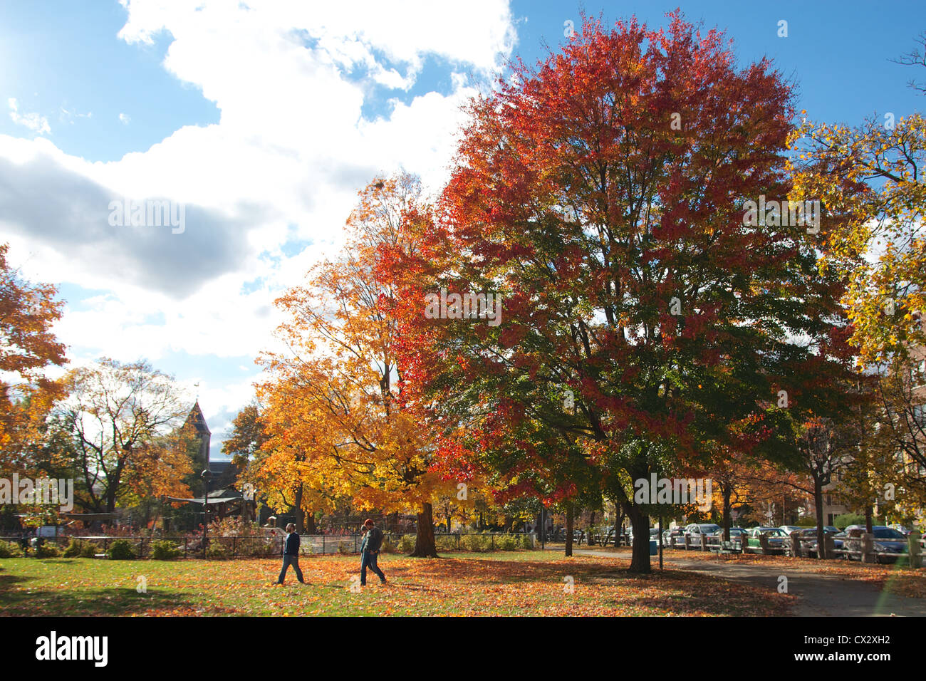 Colorful Trees on the Cambridge Common in Cambridge, MA, USA, next to Harvard campus. Stock Photo