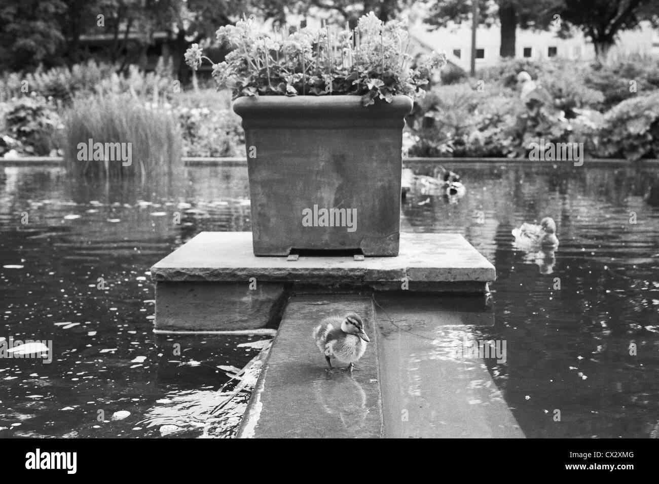 Tiny duckling stands in a creek in park Planten un Blomen in Hamburg, Germany. Stock Photo