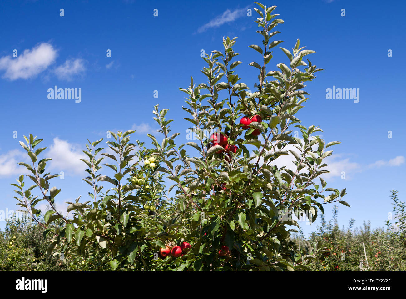 Apple orchard, Malus domestica,apple fruit Stock Photo