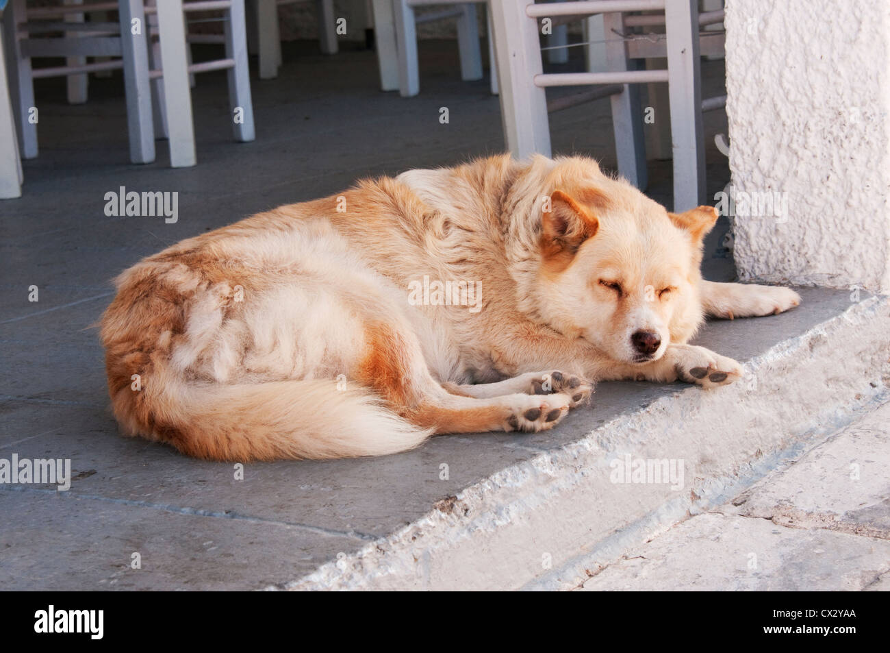 Dog sleeping at entrance of restaurant, Oia Santorini, Greece Stock Photo
