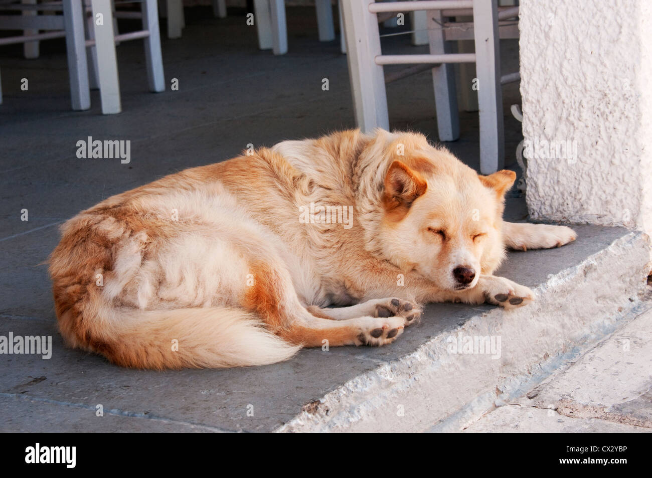 Dog sleeping at entrance of restaurant, Oia Santorini, Greece Stock Photo