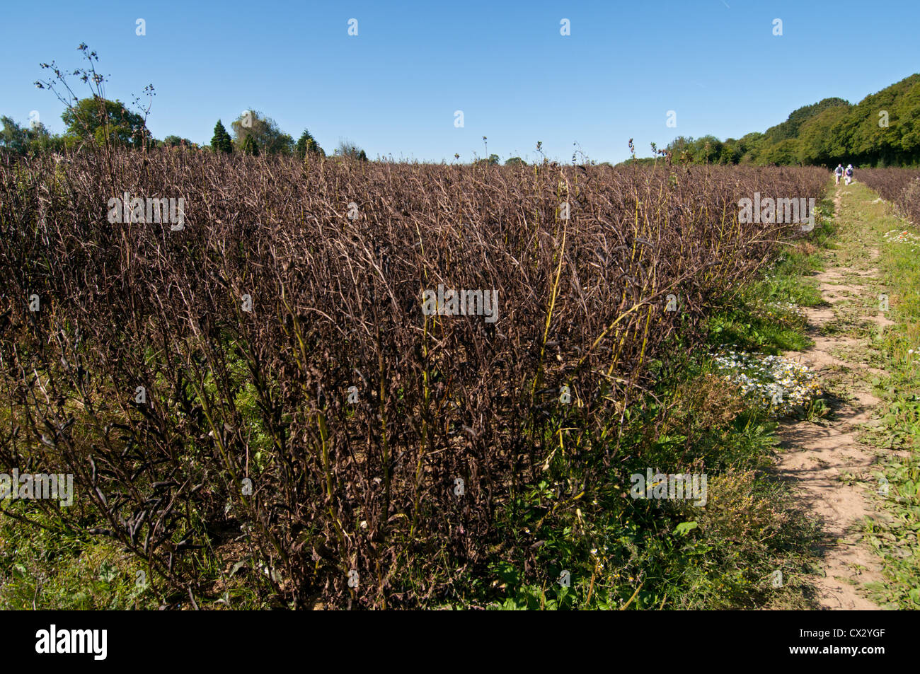 Rapeseed field ripe for harvesting, Hertfordshire, UK. Stock Photo