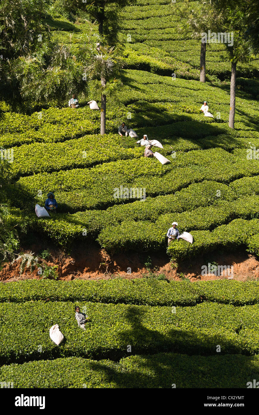 Elk2015451v India, Tamil Nadu, Udhagamandalam (Ooty), tea plantation