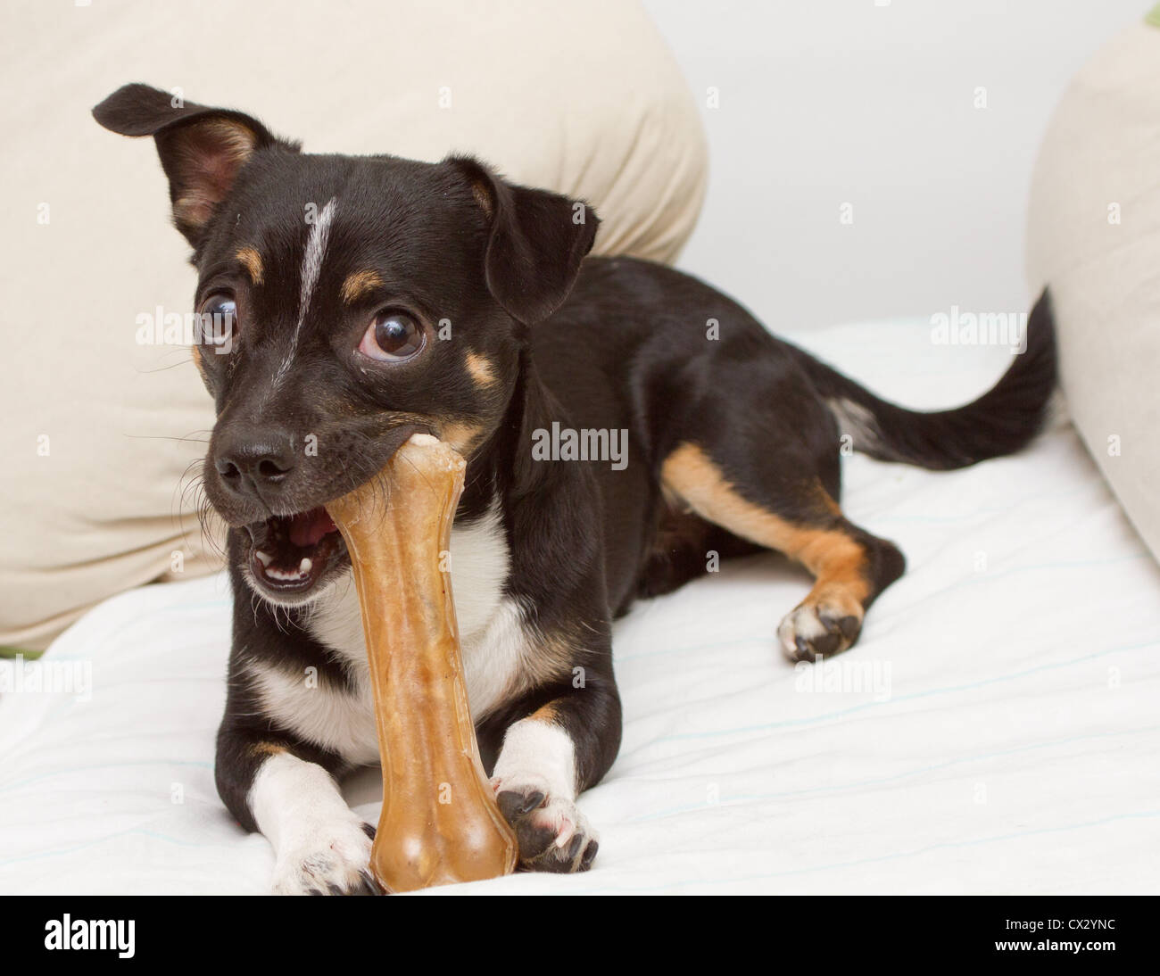 are fake bones good for dogs