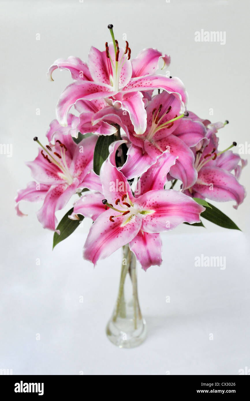 Bouquet of Pink Lilies in glass vase Stock Photo Alamy