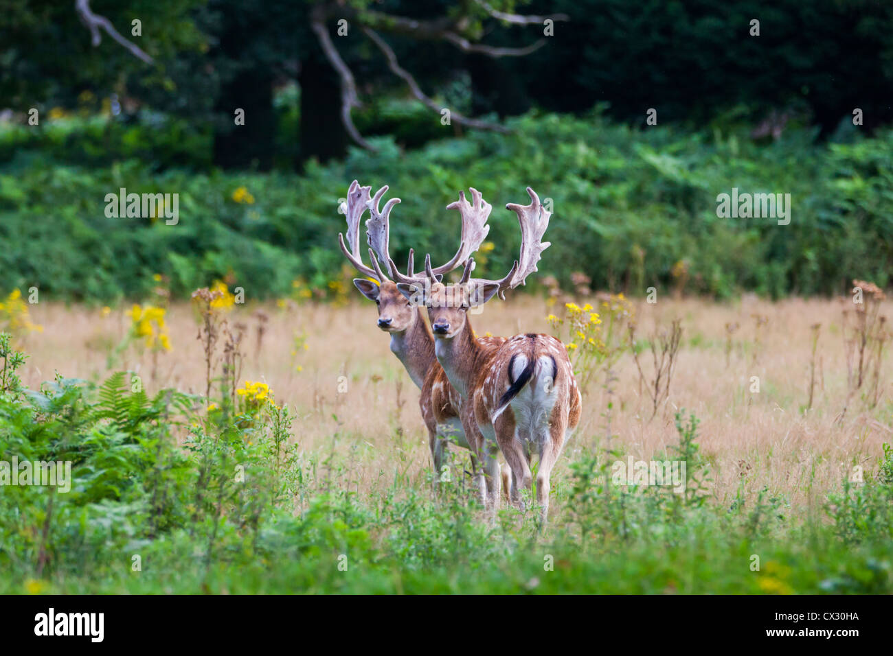 Two stags with antlers Stock Photo Alamy