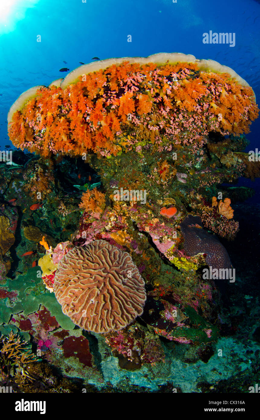 Underwater sea life, Bali, Indonesia, scuba, diving, ocean, sea, coral reef, tropical reef, colorful, color, coral, blue water Stock Photo