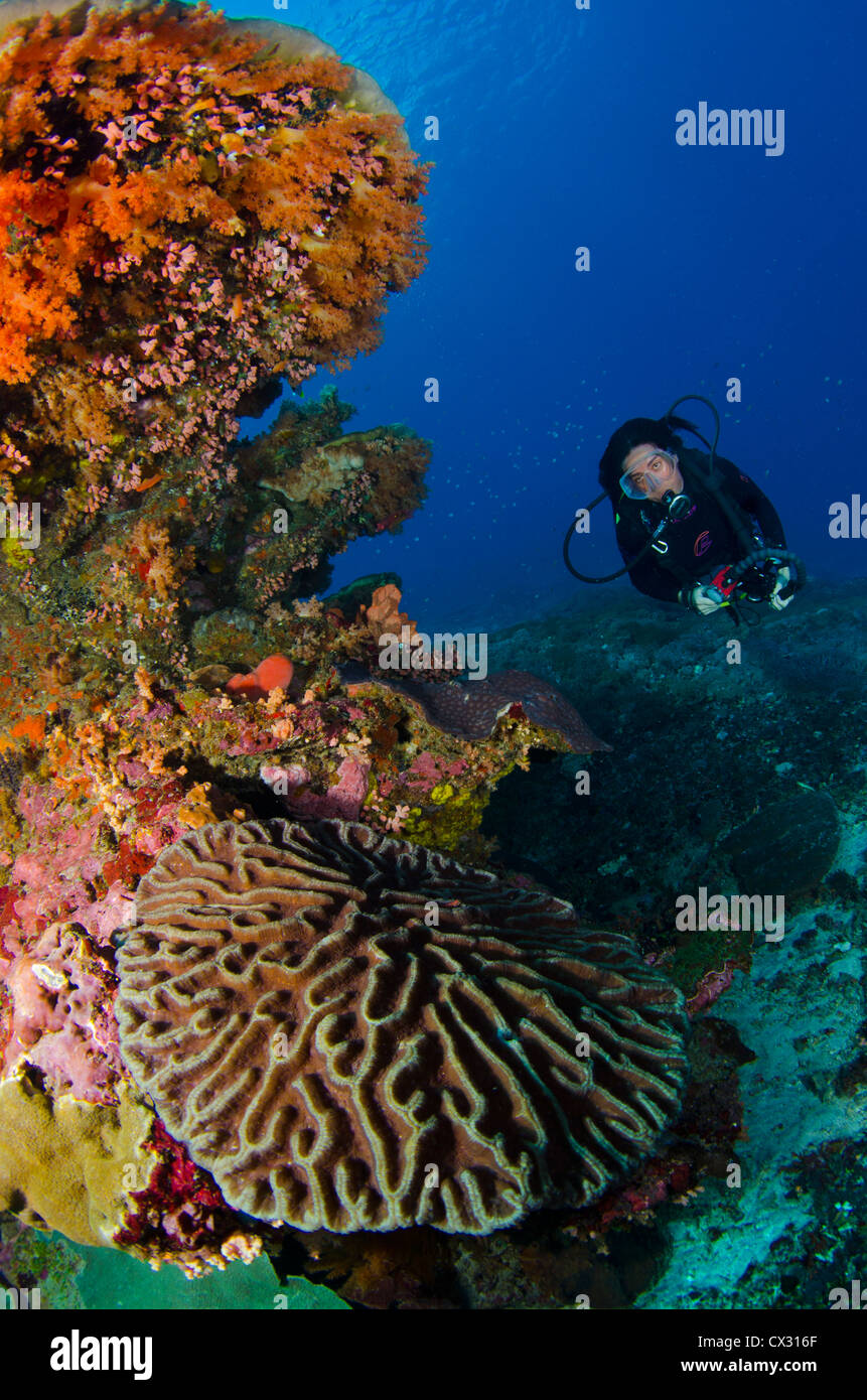 Underwater sea life, Komodo, Indonesia, scuba, diving, sea, ocean