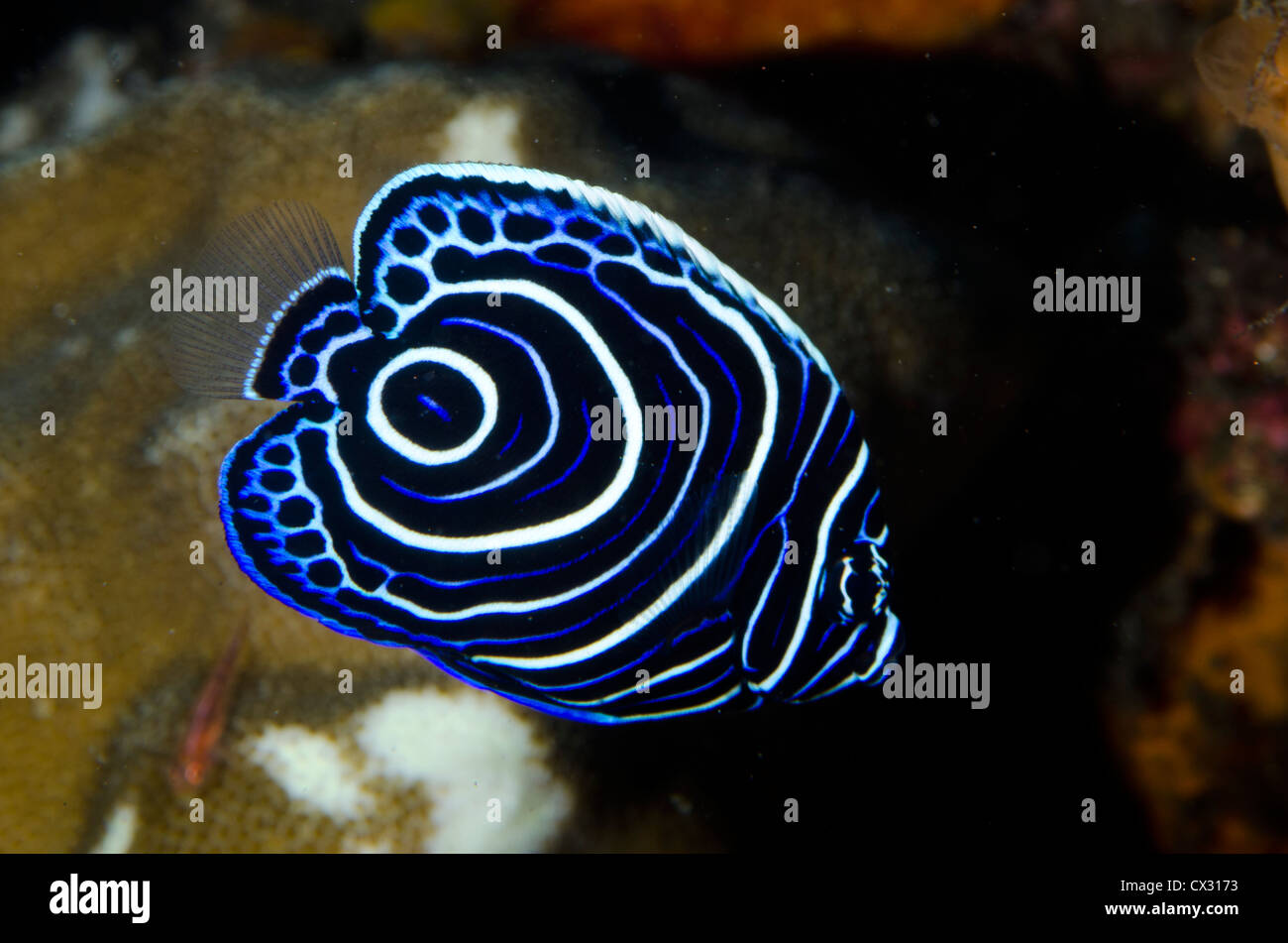 Underwater sea life, Komodo, Indonesia, juvenile, emperor angel fish, colorful, color, coral reef, tropical reef, ocean, sea. Stock Photo