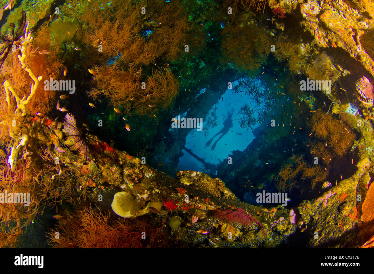 Underwater sea life, Bali, Tulamben, Indonesia, wreck, Liberty wreck, diver, female diver, silhouette, colorful, color, diving. Stock Photo