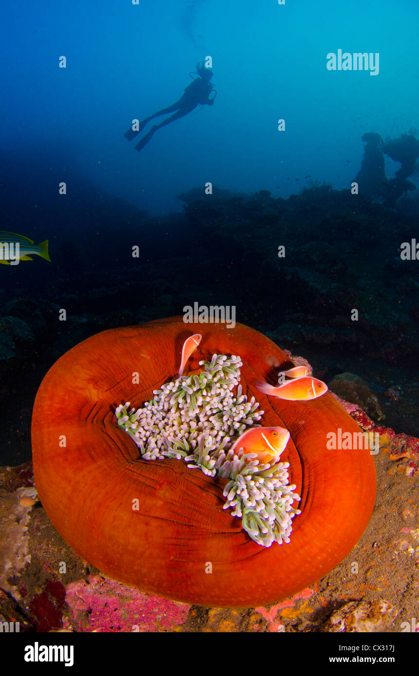 Underwater sea life, Komodo, Indonesia, scuba, diving, ocean, sea, diver, female diver, silhouette, anemone fish, water, deep. Stock Photo