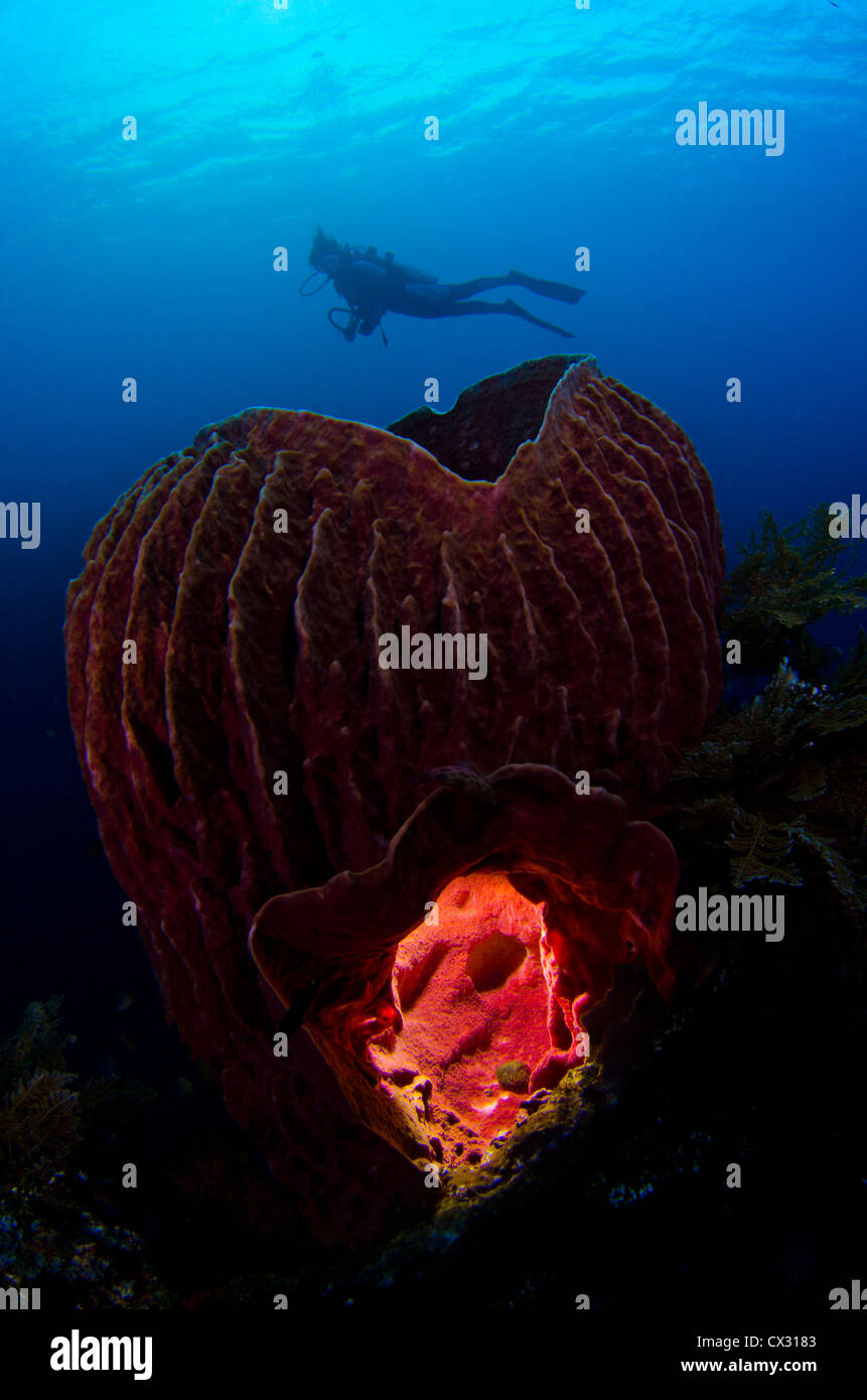 Underwater sea life, Komodo, Indonesia, scuba, diving, ocean, sea, diver, female diver, silhouette, sponge, coral reef, Stock Photo