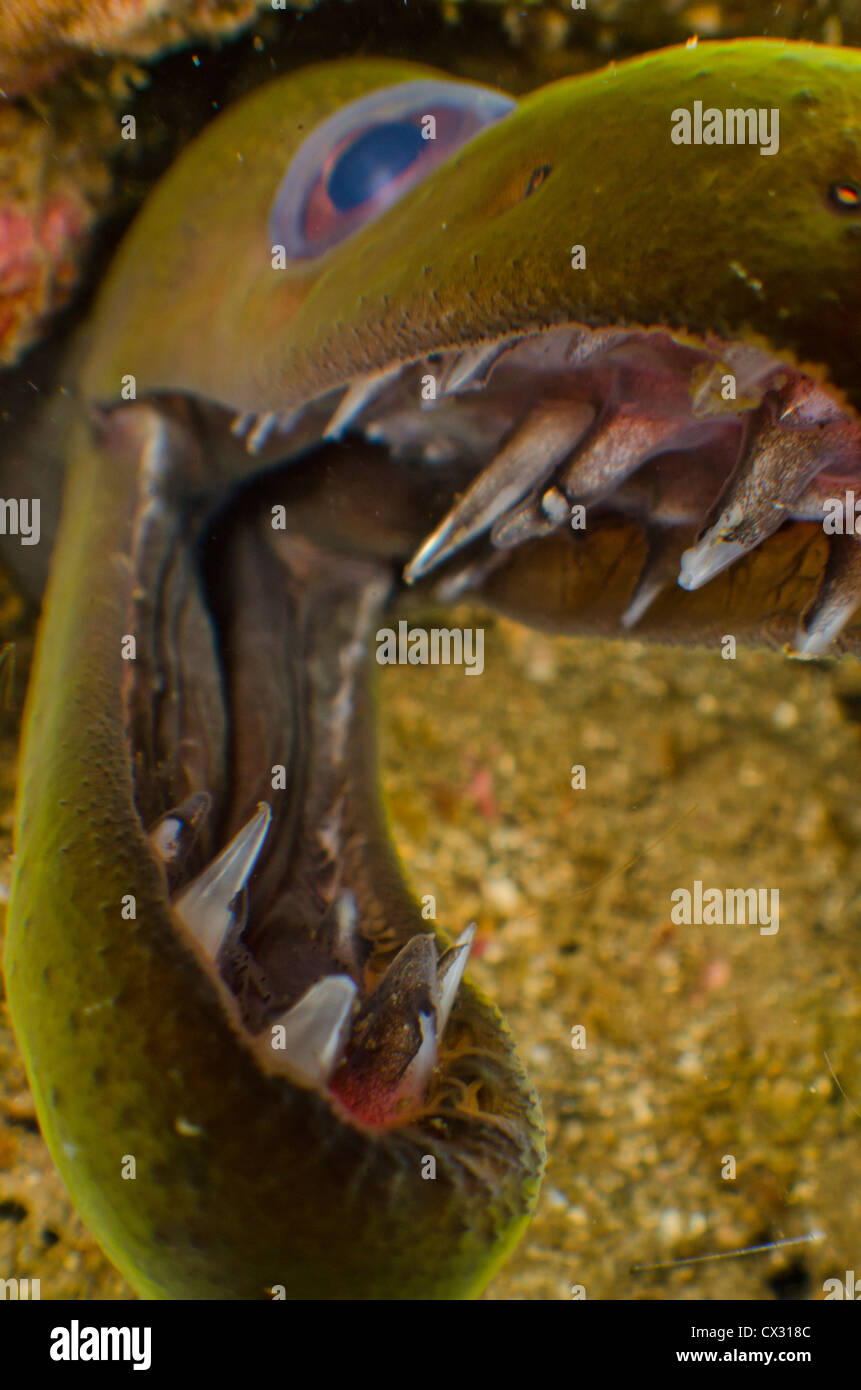 Moray Eel Teeth Hi res Stock Photography And Images Alamy