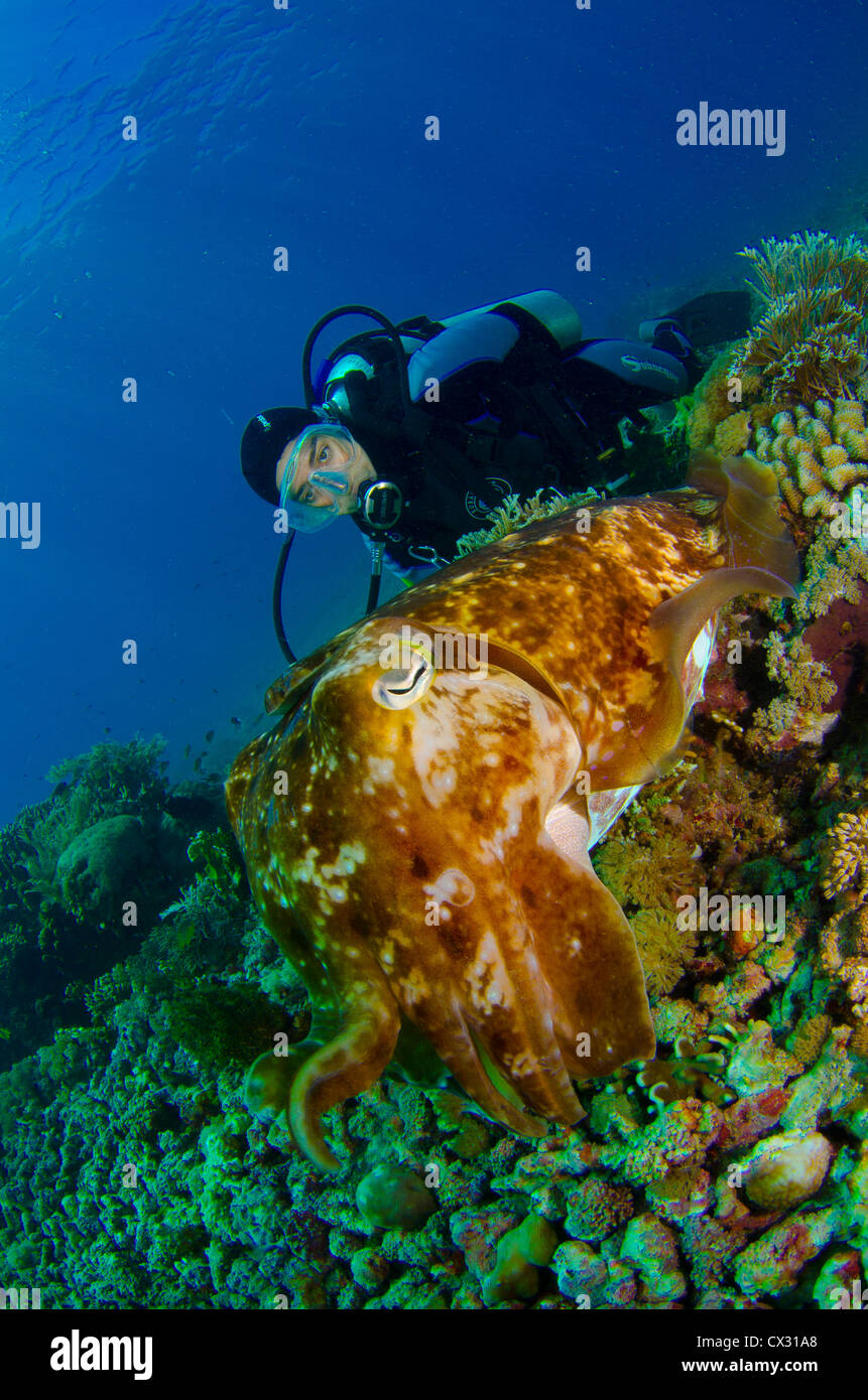 Underwater sea life, Komodo, Indonesia, diver, female diver, cuttle fish, blue water, scuba, diving, ocean, sea, cephalopod. Stock Photo
