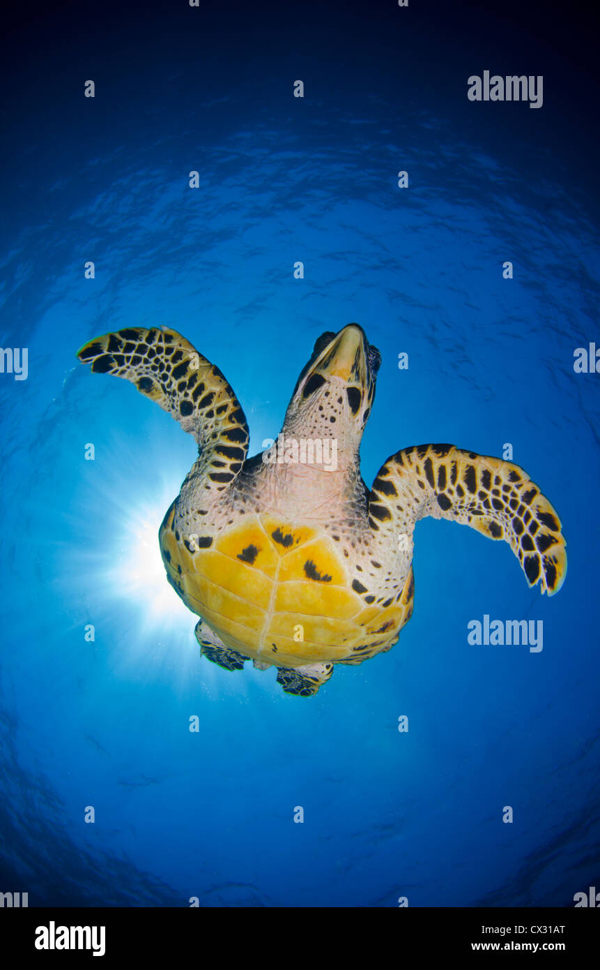 turtle, Underwater sea life, Komodo, Indonesia, scuba, diving, blue water, clear water, deep, hawksbill, ocean, sea, sun beams Stock Photo
