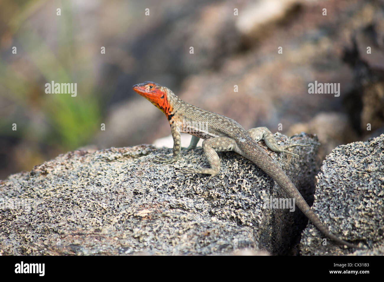A Lava Lizard basks in the sun in the Galapagos Islands Stock Photo