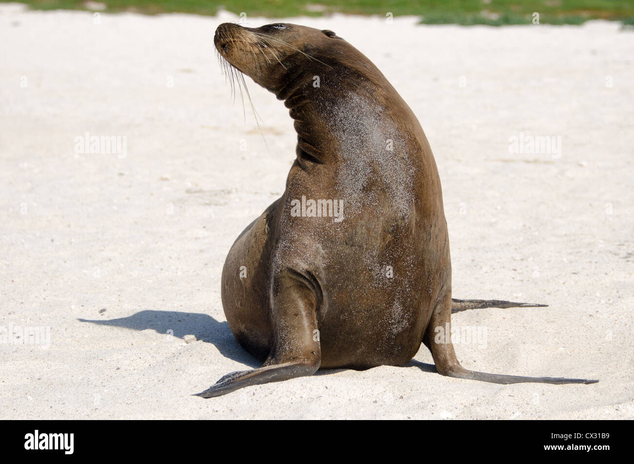 A Sea Lion Basks in the sun on the beach in the Galapagos Islands. Stock Photo