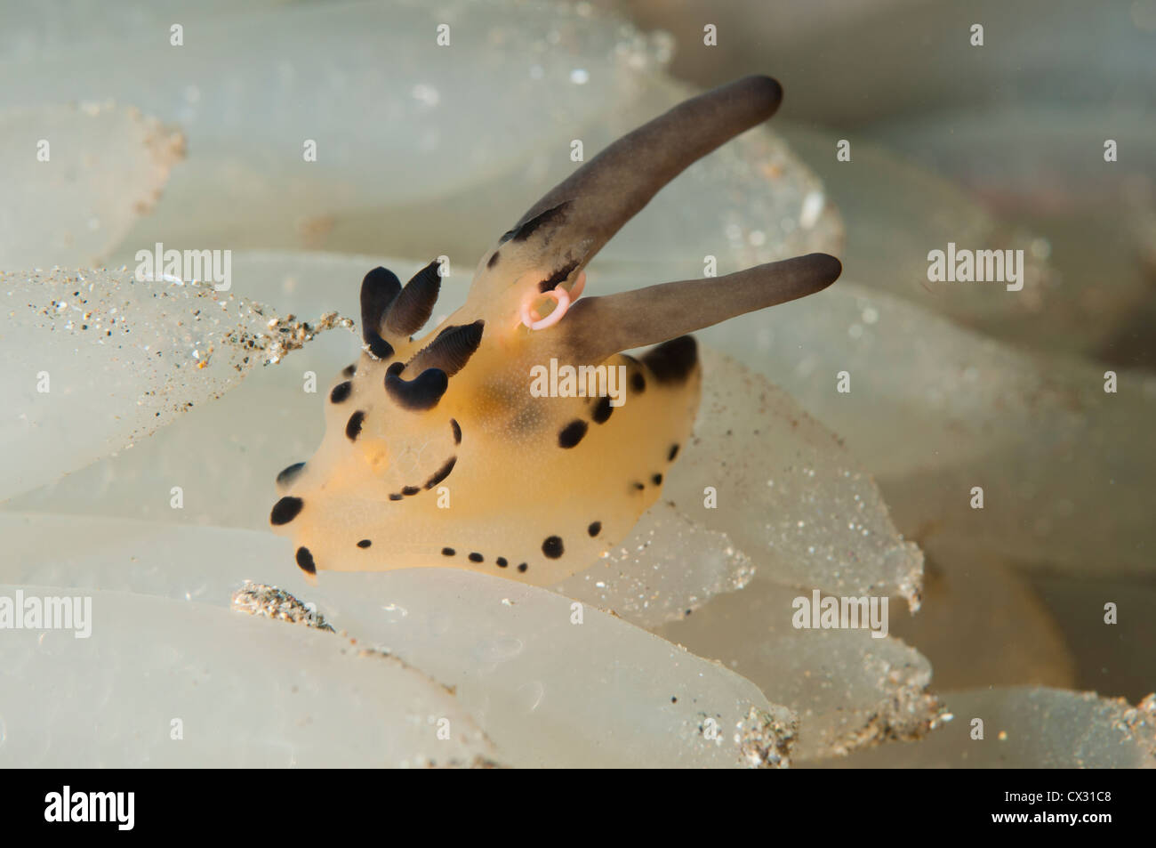 A Pokemon nudibranch, Thecacera sp., feeds on squid eggs, Bima Bay, Sumbawa Island, Nusa Tenggara, Indonesia, Pacific Ocean Stock Photo