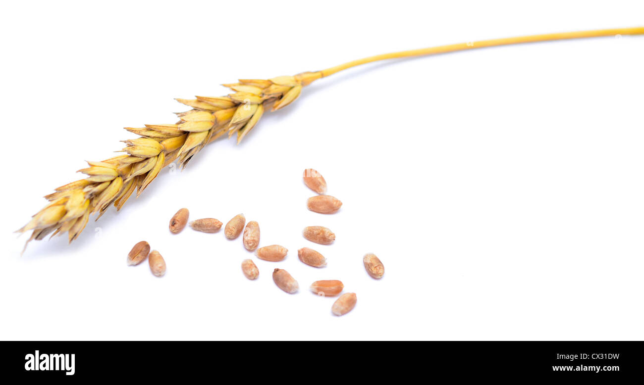 Wheat grains and cereals spike on white Stock Photo