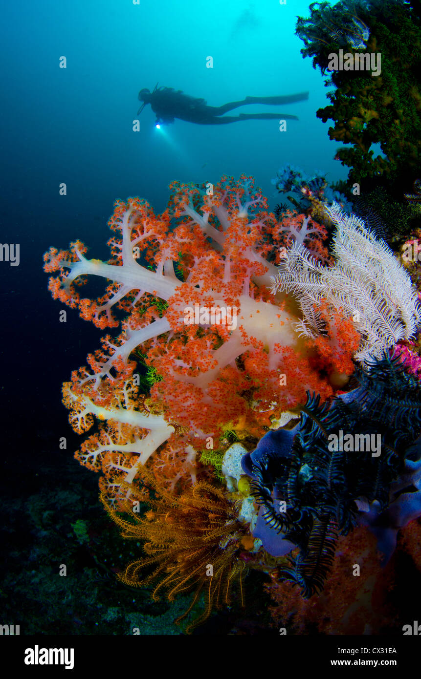 diver and soft coral in Komodo, Indonesia, Underwater sea life, female diver, silhouette, colorful, reef coral. Stock Photo